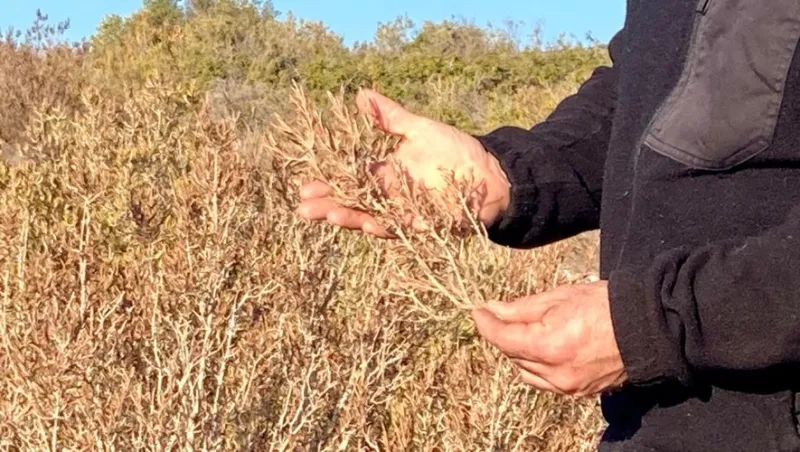 Quand la garrigue s'endort, les cueilleurs veillent : nos récoltes d'hiver en Provence